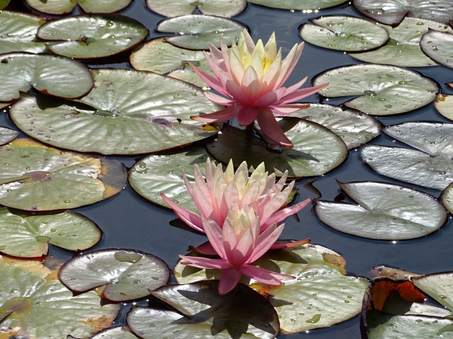 Ненюфар цветок Википедия