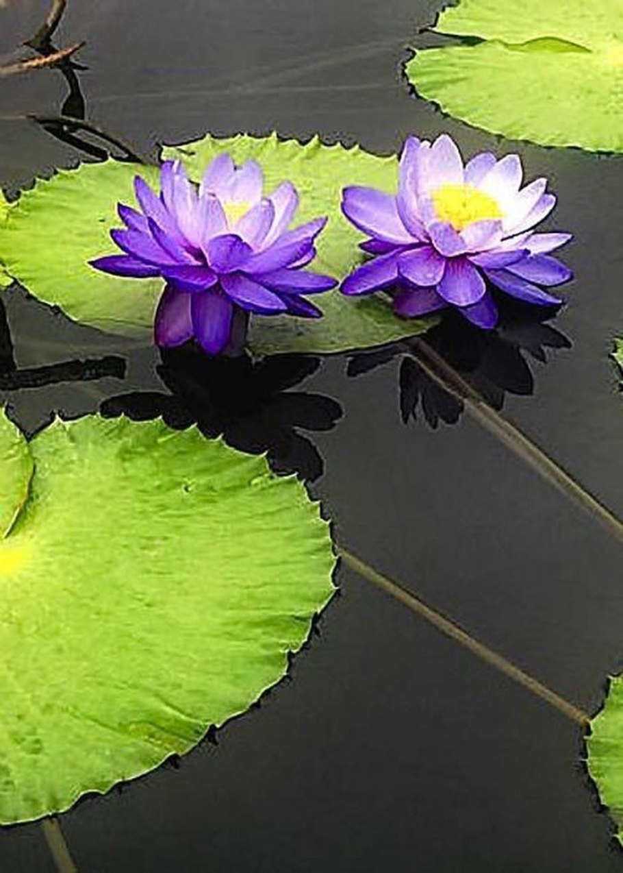 Голубой Лотос наркосодержащий