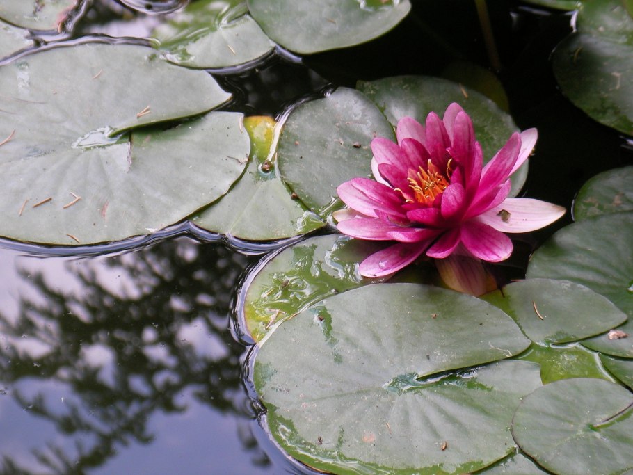 Кубышка лотоса