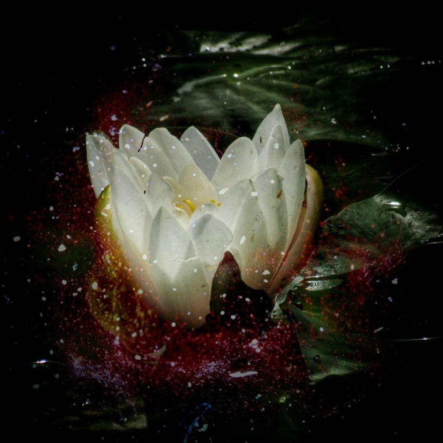 Роза Ненюфар