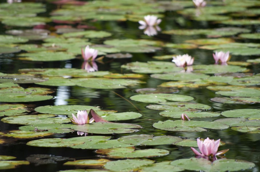 Ненюфары розы