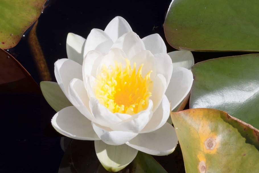 Нимфея Nymphaea Gladstoniana