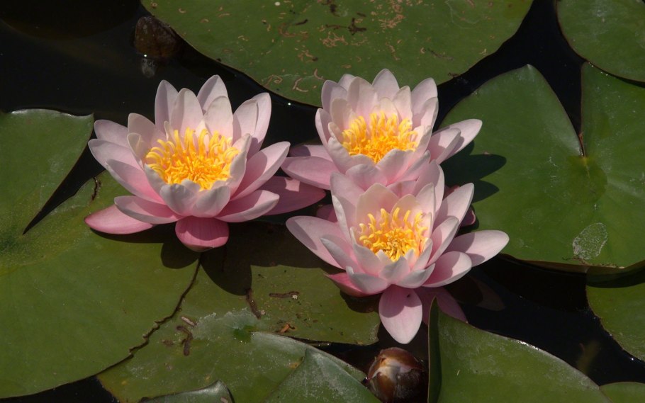 Розовая Болотная кувшинка