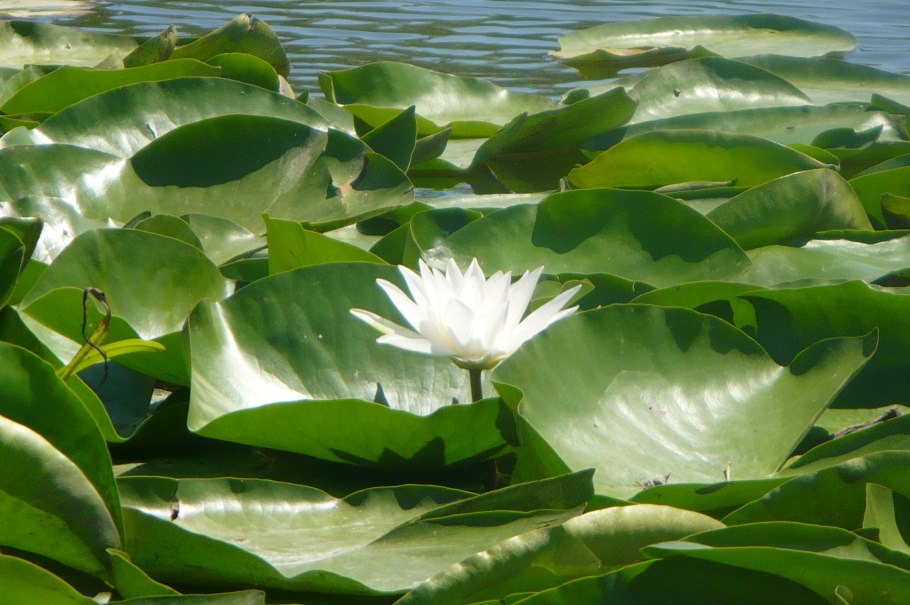 Ненюфар цветок фото