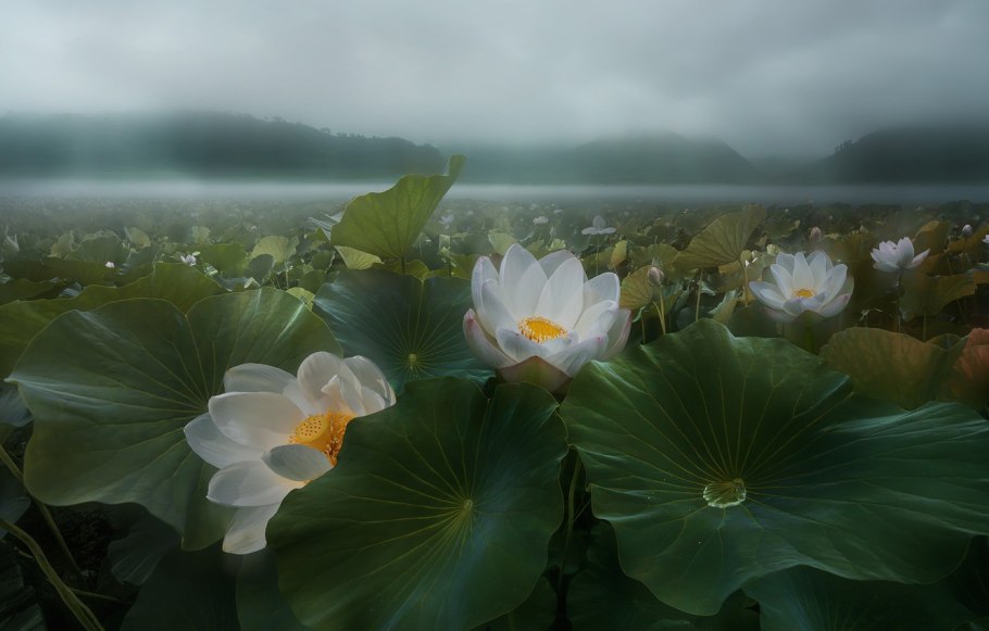 Кувшинка белая (Nymphaea Alba)