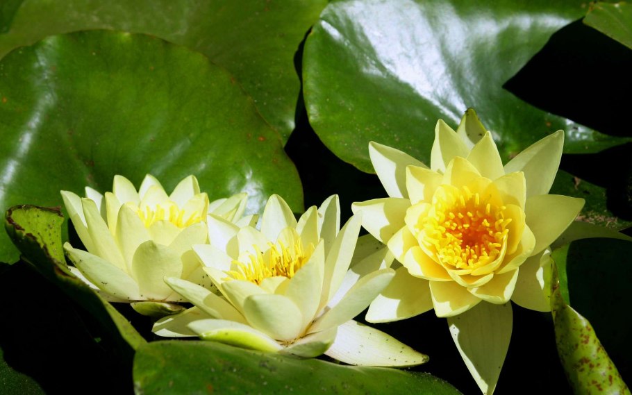 Ненюфар цветок фото