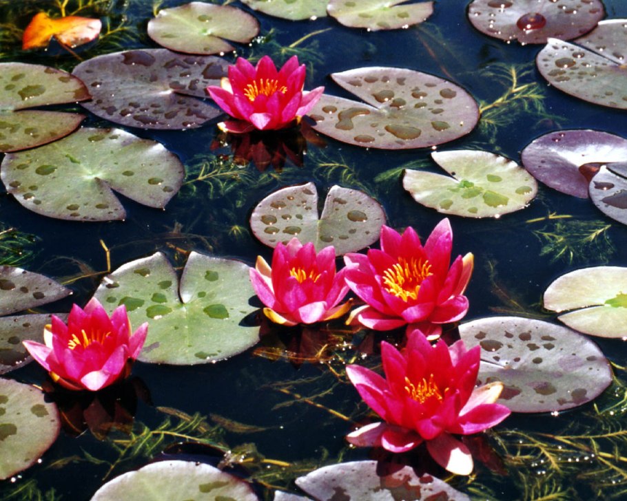 Ненюфары розы