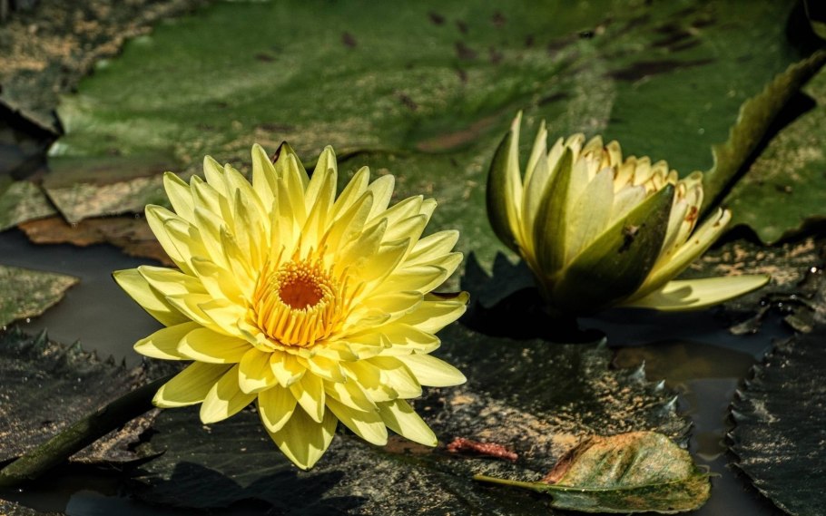 Нимфея Мексиканская желтая