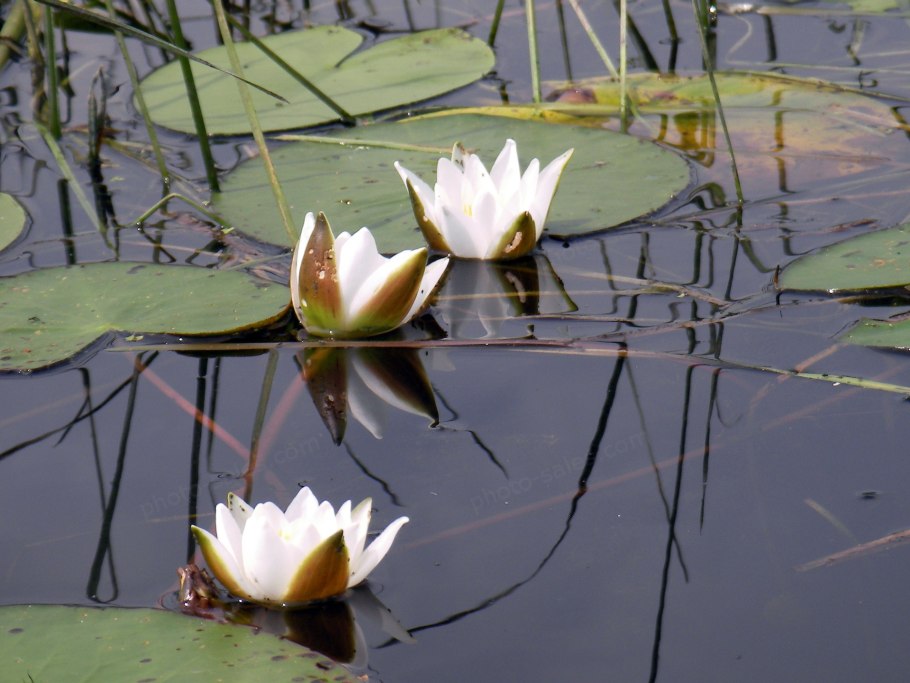 Лилии Ненюфары 1895 Исаак Левитан