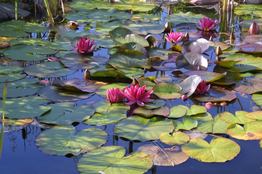 Нимфея Озерная