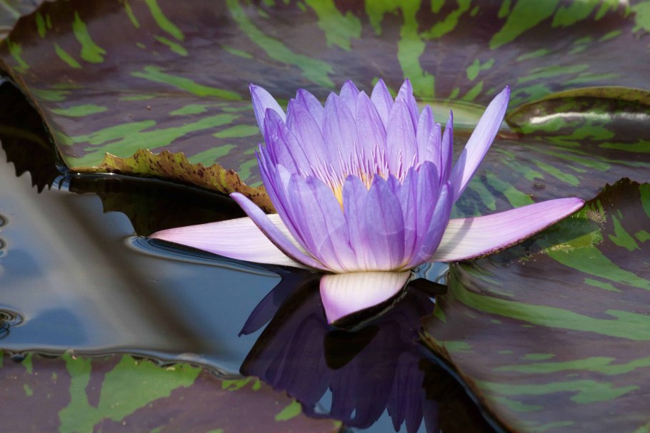 Голубой Лотос (Nymphaea caerulea)
