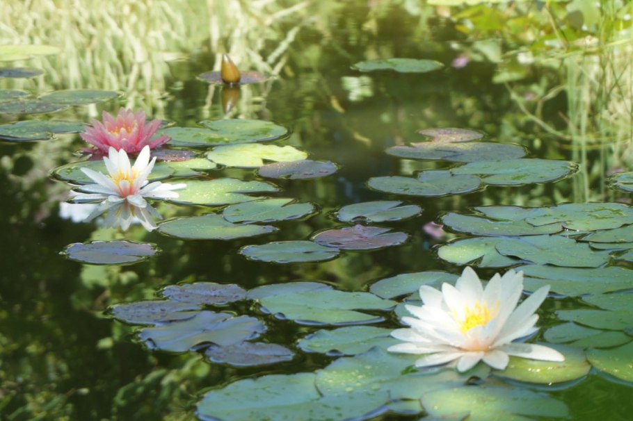 Кувшинки освещенные солнцем