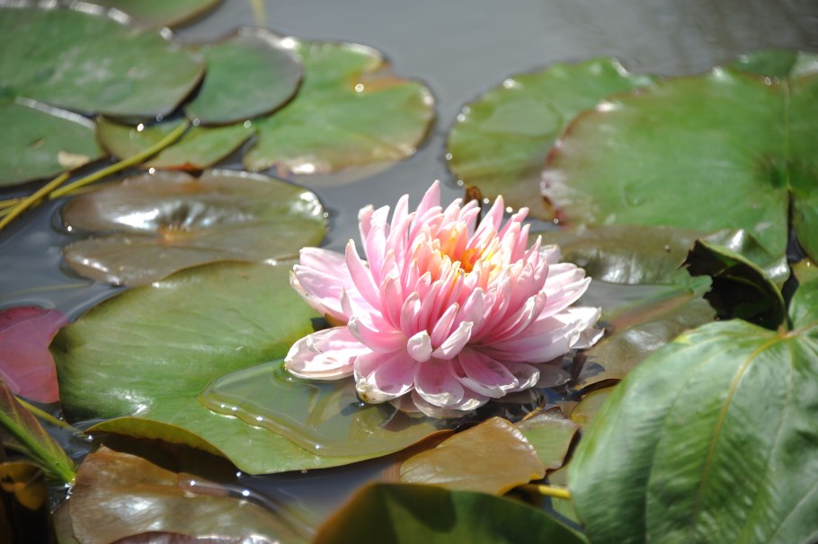 Лотос ореховидный