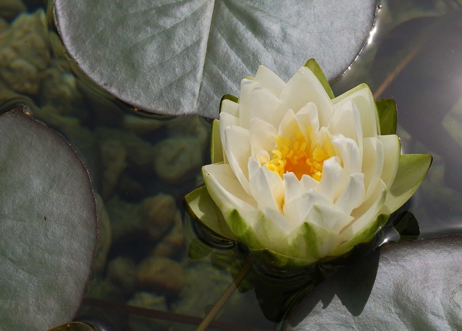 Кувшинка белая бутон