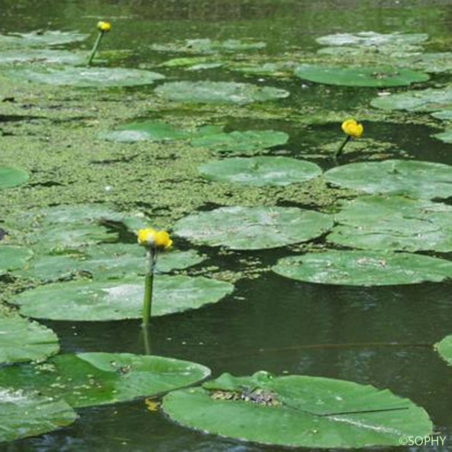 Ненюфары Левитан