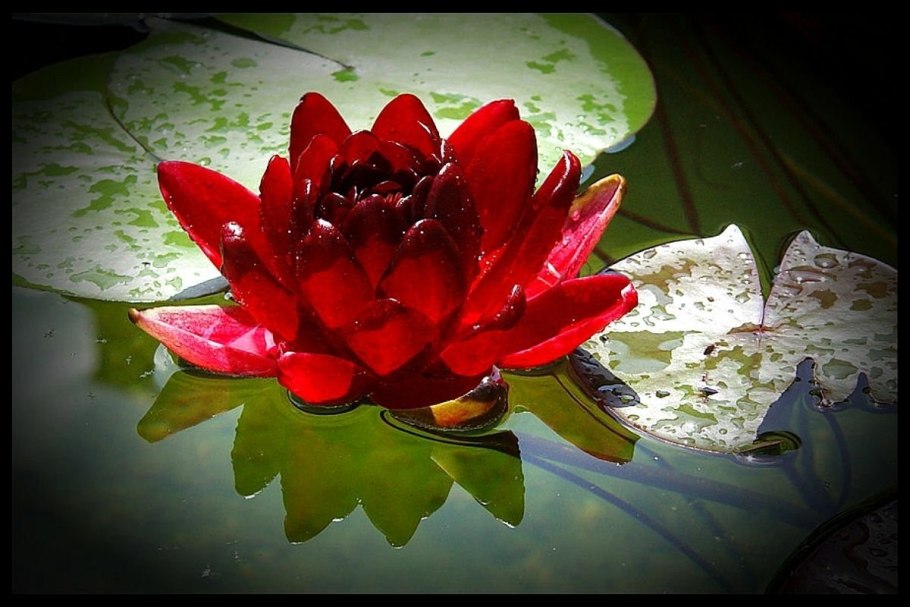 Нимфея (кувшинка) Black Princess(черная принцесса)