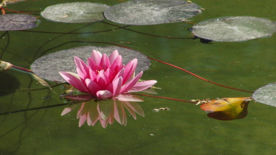 Левитан кувшинки Ненюфары