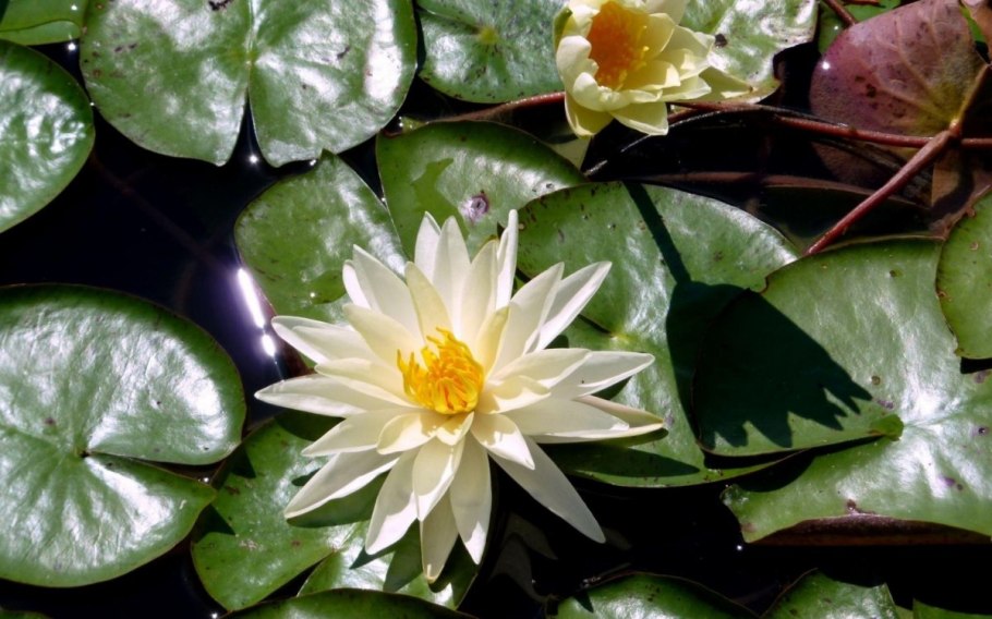 Клод Моне кувшинки