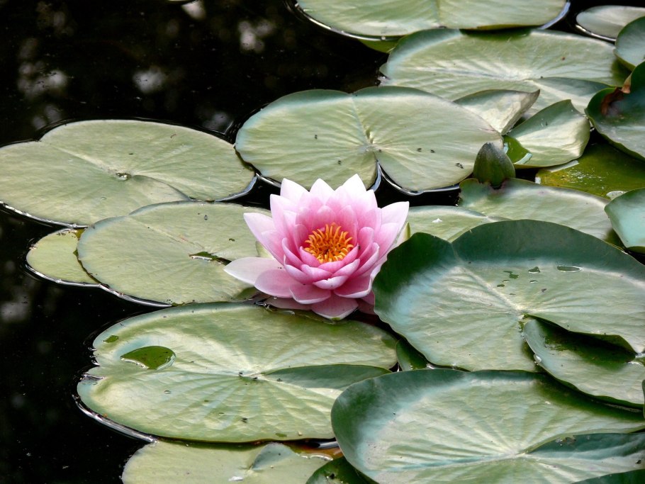 Художник Холодовский Михаил водяные лилии