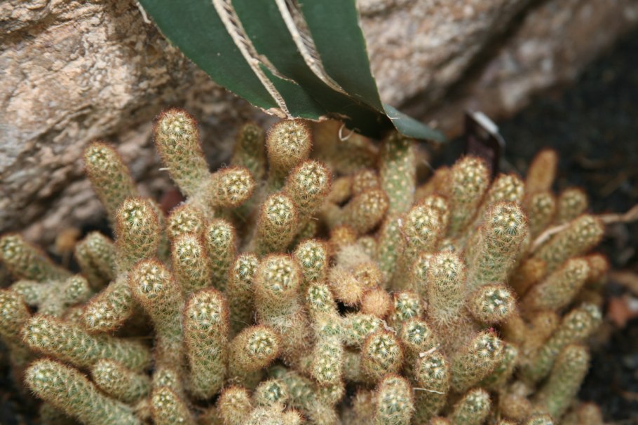 Маммиллярия элонгата Mammillaria elongata