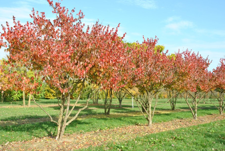 Кизил кустарник