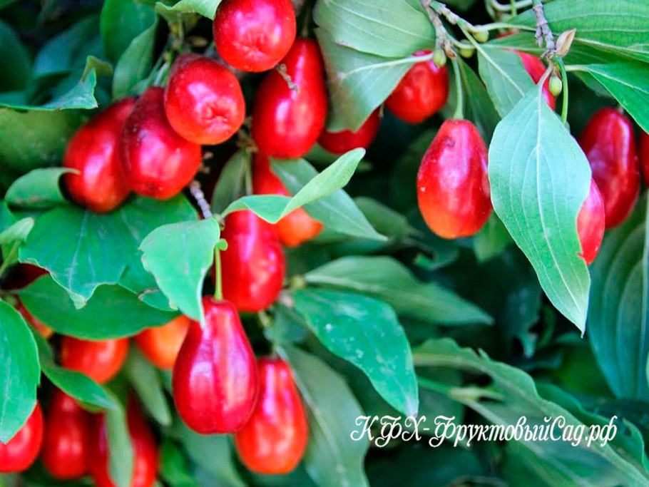 Кизил Выдубицкий