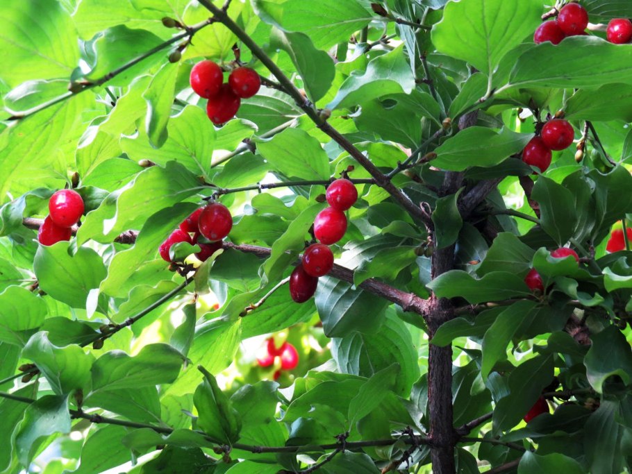 Кизил обыкновенный дерево