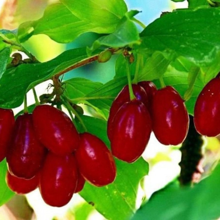 Кизил сорт Владимирский