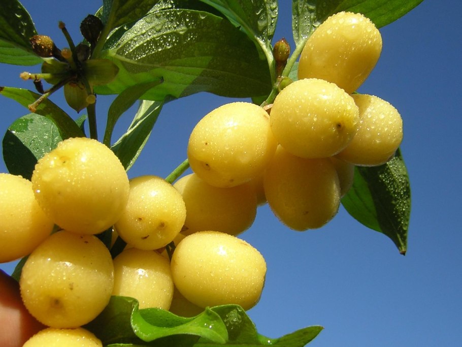 Кизил сорт Янтарный