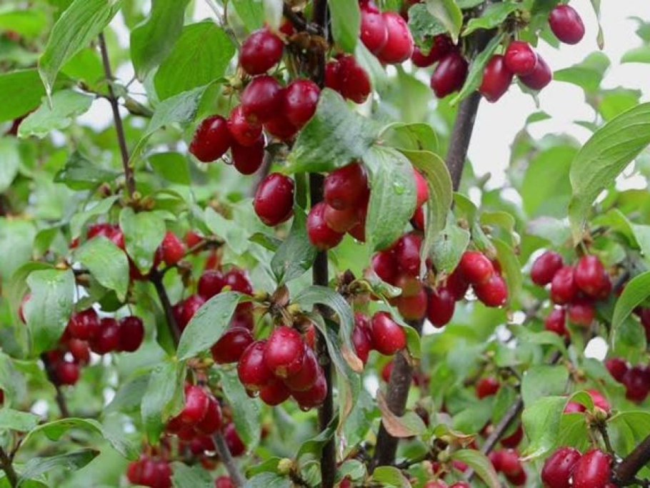 Кизил дикий кавказский