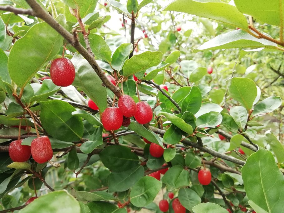 Дерево кизил Лесной