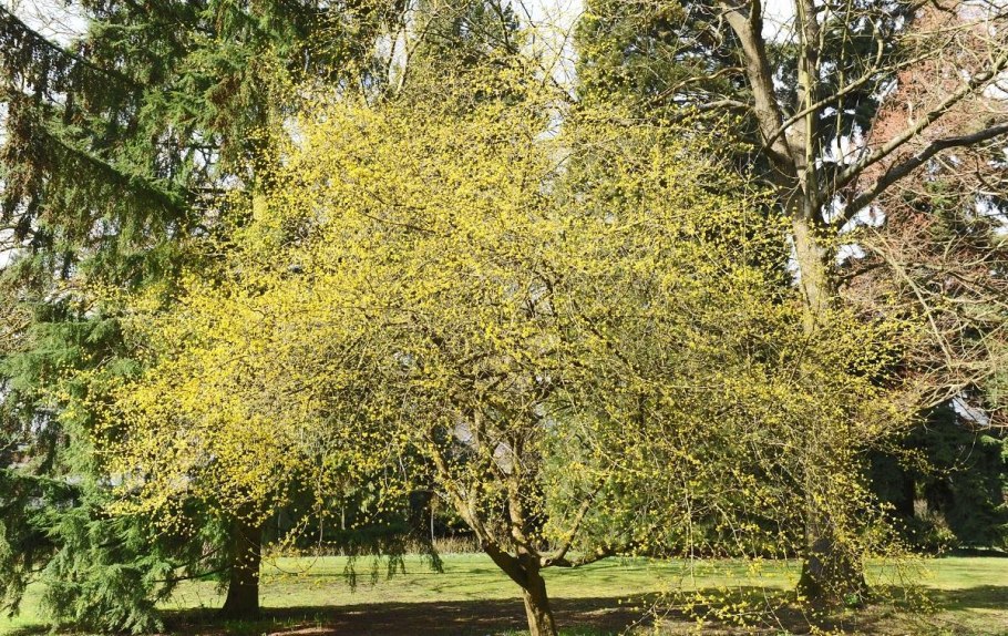 Cornus mas