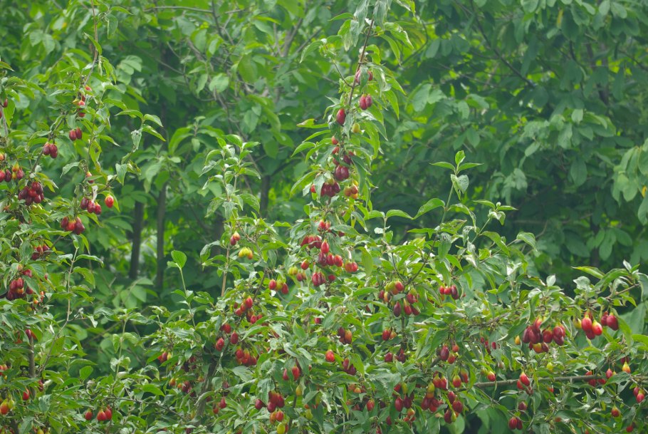 Кизил кустарник