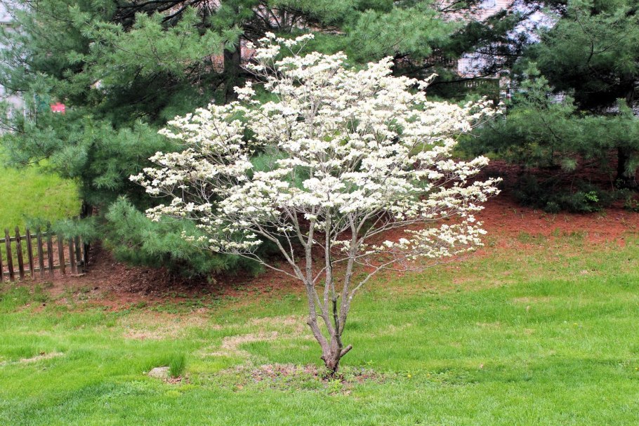 Кизил дерево