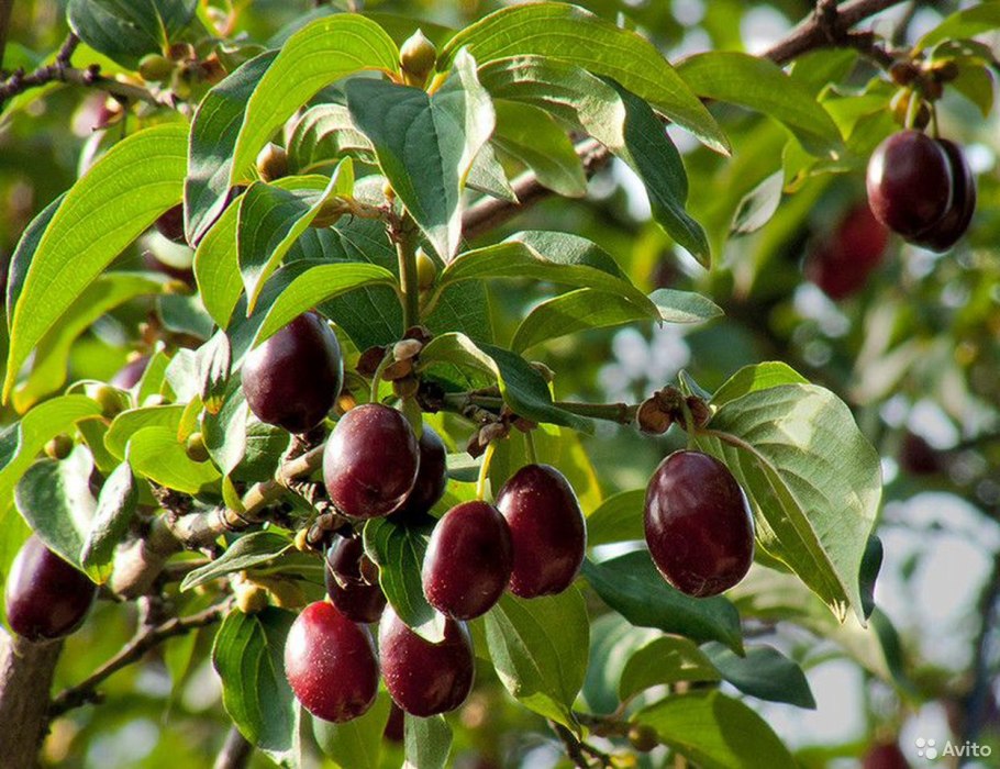 Кизил дерево