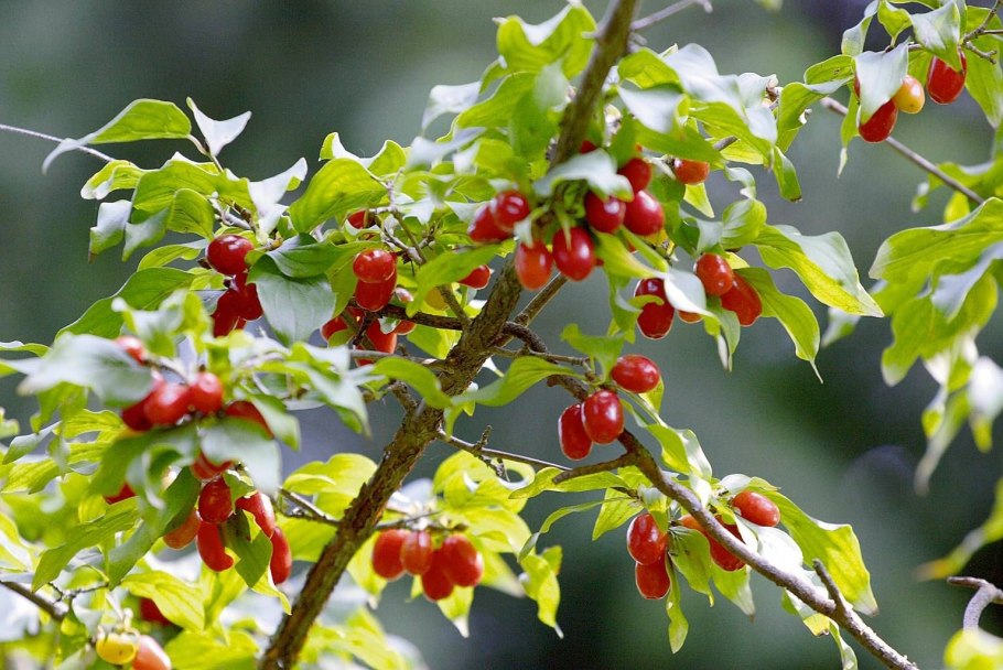 Кизил Крымский