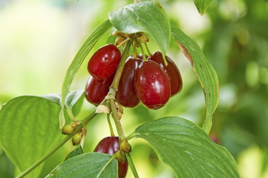 Кизил (Cornelian Cherry)