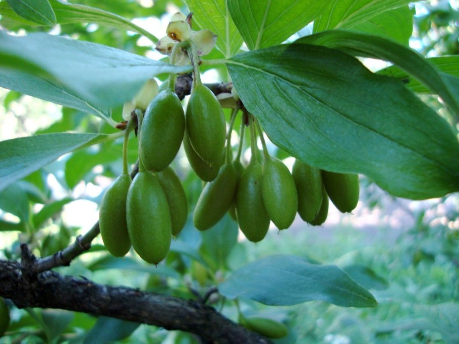 Кизил дерево