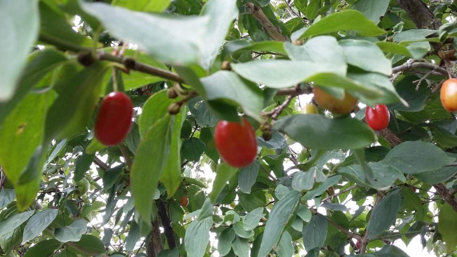 Листья дерево кизил