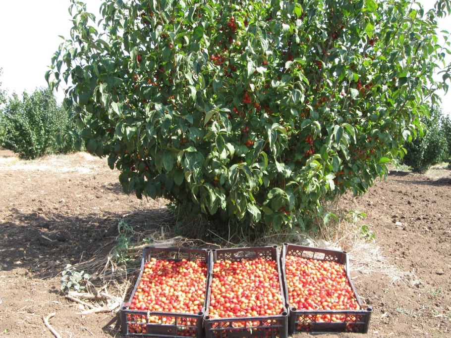 Кизил ягода кустарник