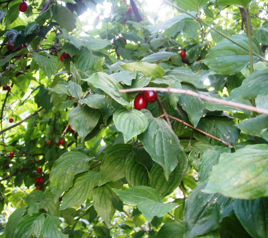 Кизил дерево