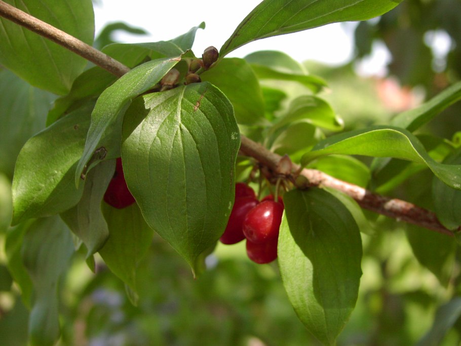 Кизил кустарник