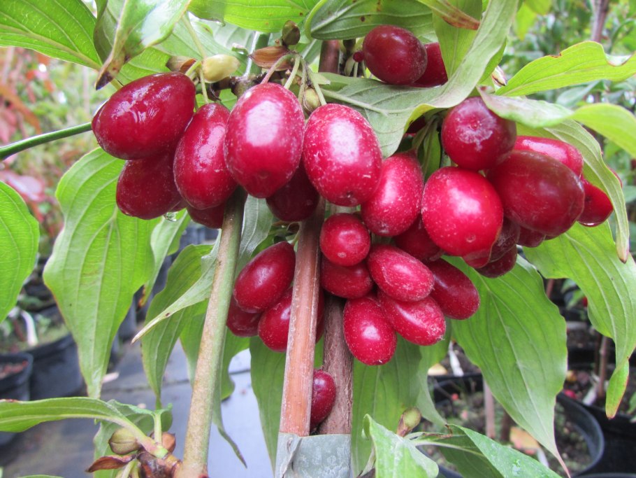 Кизил аббат