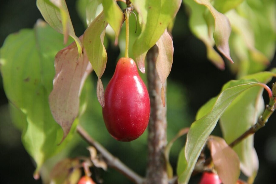 Кизил Никитский