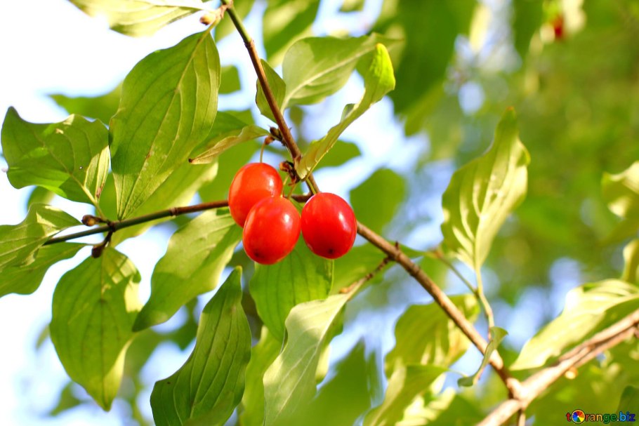 Кизил ягода Владимирский