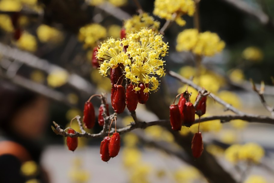 Кизил обыкновенный цветение