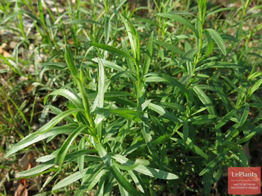 Тархун дерево