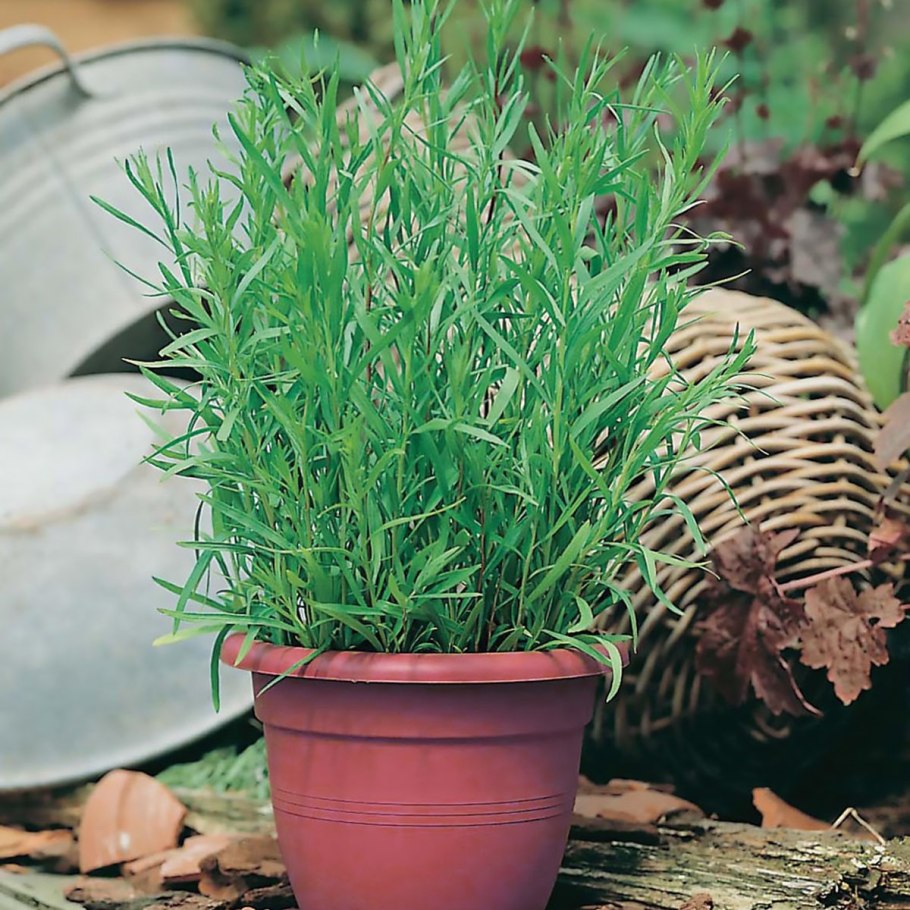 Семена эстрагон Монарх