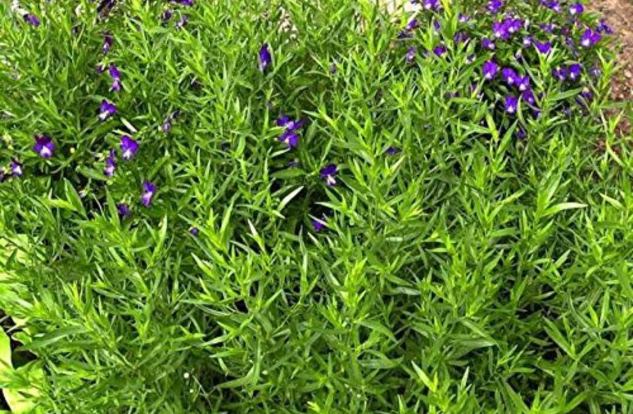 Эстрагон цветет