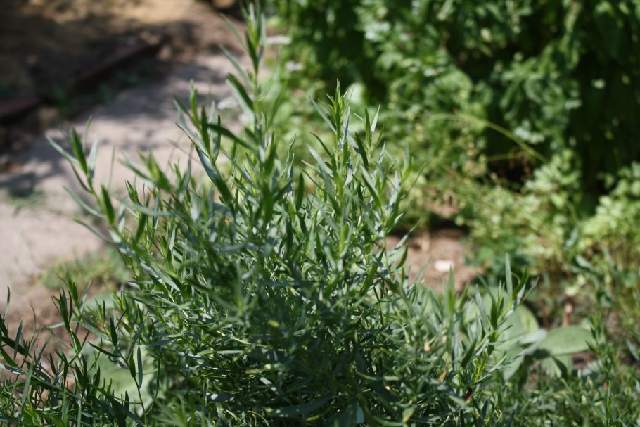 Эстрагон (Полынь эстрагонная, Тархун)